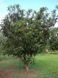Eriobotrya Japonica שסק וורדיים עץ ירוק עד פופולרי זה יכול להגיע עד גובה