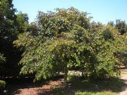 Chrysophyllum Cainito תפוח הכוכב סיפוטיים עץ אקזוטי,