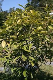 לתשעה מטרים. עץ פרי זה נפוץ בעיקר בדרום מזרח אסיה ובצפון אוסטרליה.