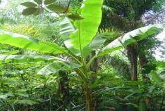 ג'בוטיקבה Plinia cauliflora הדסיים עץ זה אשר מוצאו מדרום ברזיל, אמנם