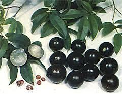 Annona muricata גרביולה )גואנבאנה( אנוניים הגרביולה צומחת בעיקר באקלים
