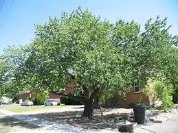 Prunus armeniaca משמש וורדיים עץ נשיר זה, שמקורו בסין, פופולארי