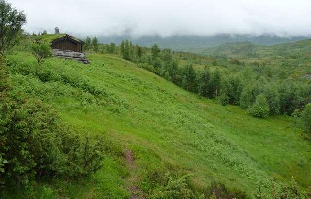 25 Kjerkholtsetra øst (Rindal). Lokaliteten ble avgrenset øst for hytta.