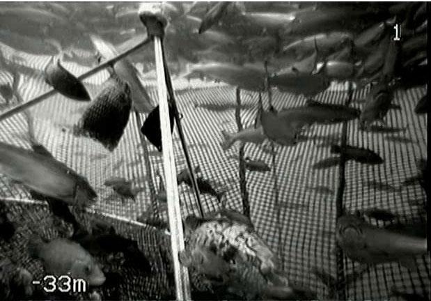 Tilleggsfôr for leppefisk i laksemerd Mye utviklingsarbeid gjenstår før en kan si å kunne tilby et fullgodt oppdrettsfor for rensefiken i laksemerd.