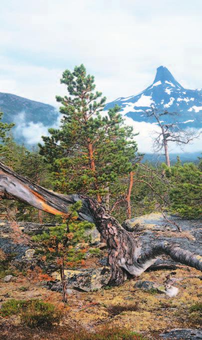 TE1165 NASJONALPARK Junkerdal Det levende landet Norges nasjonalparker natur som får være seg selv I Norges nasjonalparker er det