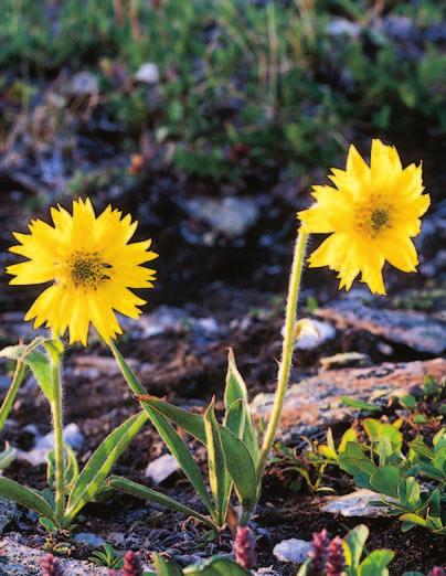 10 o 11 o PLANTELIV Sjeldne planter ligger i regnskyggen i forhold til Svartisen, og har et forholdsvis varmt og tørt sommerklima.