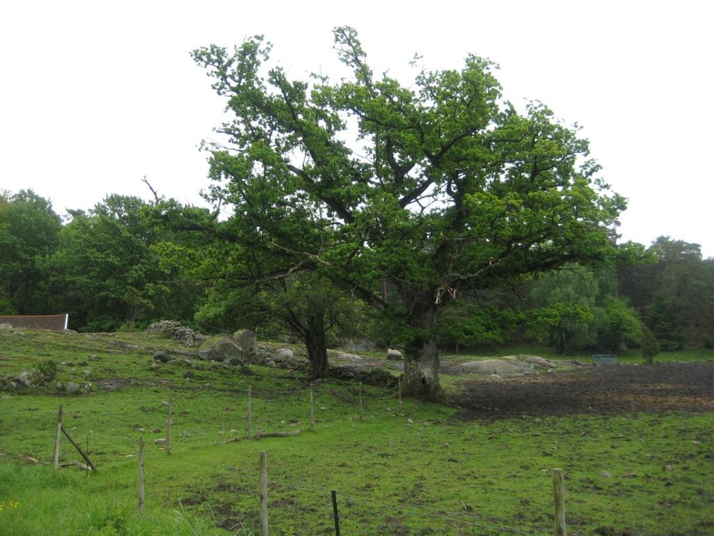 Utvalgte naturtyper NML 52-56 Tiltakshaver har meldeplikt til kommunen for skogsbrukstiltak og jordbrukstiltak 1. Slåttemark 2. Slåttemyr 3.