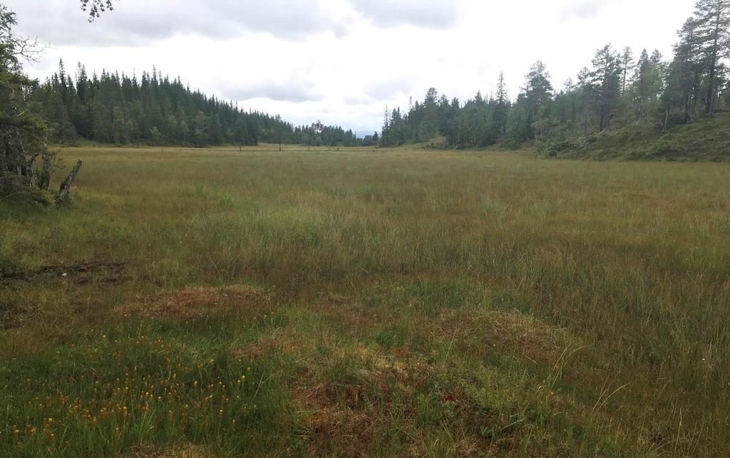 Sauesvingel Blåtopp Rome Sivblom Bjønnbrodd Sveltull Småbjønnskjegg Myrsauløk Gråor Kvitlyng Dvergbjørk Bjørk Røsslyng Drosera longifolia Fjellaugnetrøst Kvitmaure Bukkeblad Jåblom Myrklegg Tettegras