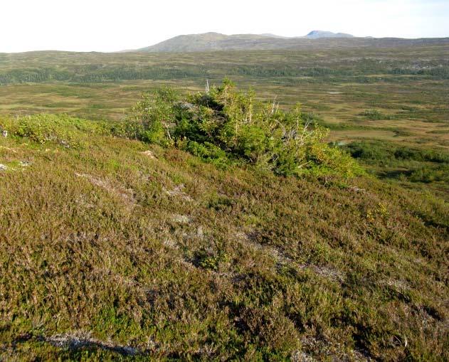 del dyrka mark i vestre del, mens den domineres av skog lenger øst. Den skog- og myrdekte Skjækerdalen er en større hengende dal til Helgådalen.