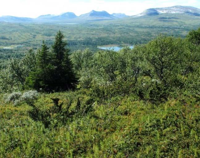 Dalene i Lierne er grunne med innsjøer og mye granskog, men stedvis finnes gårder og grender.