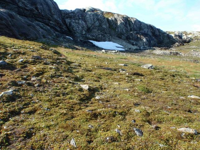 Snøleier 1a Mosesnøleie Økologi: Fjellvegetasjon tilpasset kort vekstsesong og langvarig snødekke. Mosesnøleiene smelter fram i slutten av juli og ut i august.