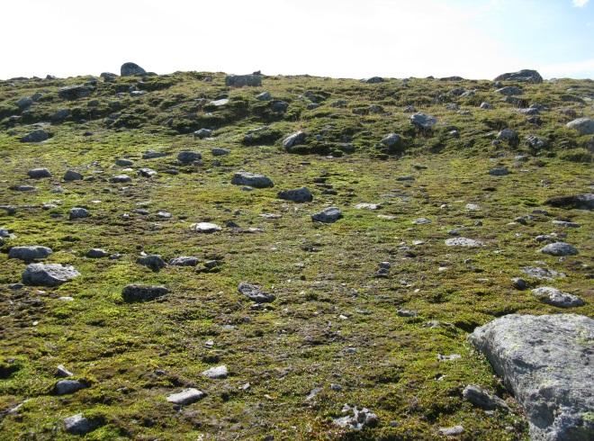 Mosesnøleie opptrer hyppigst i le av herskende vindretning, men forekommer også under bratte fjellsider der skredfonner blir liggende til langt ut på sommeren.