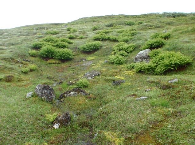 Grassnøleier har størst forekomst i baklier, lesider og svake senkninger i le for herskende vindretning, men mange unntak finnes.