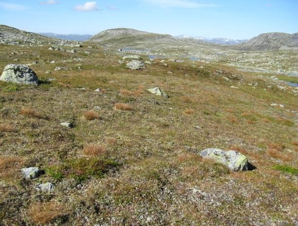 På godt drenerte avsetninger med stabilt snødekke går typen stedvis ned i lågalpin.