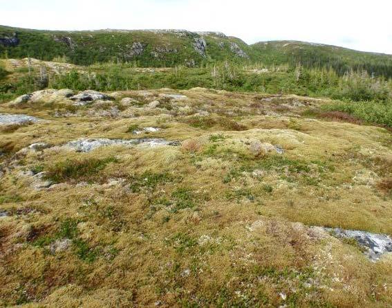 Typen opptrer mest på grunnlendte rabber, ofte med blokker og fjellblotninger, men òg på grove og veldrenerte smeltevannsavsetninger med eksponert beliggenhet.