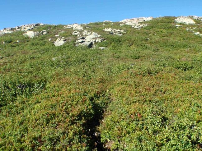 2e Rishei Økologi: Rishei er dominerende vegetasjonstype i fjellet og finnes mest i lågalpin sone, men òg på avskoga areal under skoggrensa. Typen forekommer også ved kysten.