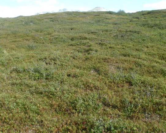 Snødekket gir vern mot låge temperaturer, uttørring og vindslit. Rishei opptrer også på lett opplendte terrengformer som ikke er vindutsatte.