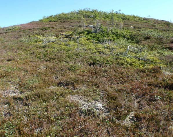 2f Alpin røsslynghei Økologi: Alpin røsslynghei finnes i lågalpin sone, mest ned mot skoggrensa.