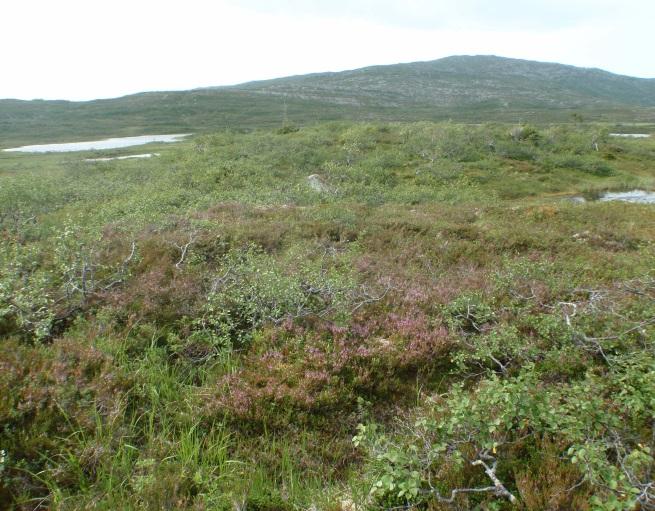 Alpin røsslynghei kan ofte finnes på svært tynne lausmasser, gjerne med mange fjellblotninger, eller grove, godt drenerte avsetninger. Botnen er ofte humusrik på nedbørrike lokaliteter.