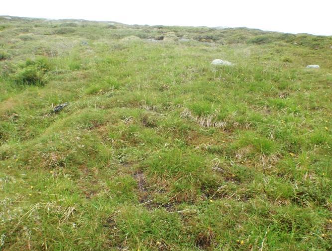 De har samme plassering i terrenget som grassnøleiene og utgjør en parallell til disse på kalkrik grunn eller andre lokaliteter med høg næringsstatus.