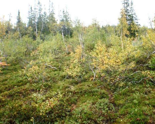 Lauvskog 4a Lav- og lyngrik bjørkeskog Økologi: Lav- og lyngrik bjørkeskog omfatter den tørreste og næringsfattigste bjørkeskogen.