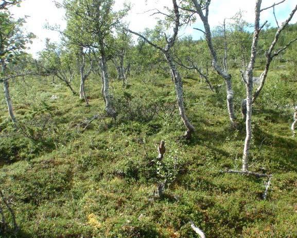 Den er mest knytta til hauger, rygger og andre opplendte terrengformer, men kan òg finnes på flate og godt drenerte grusmoer. Låge og glisne utforminger danner ofte skoggrense.