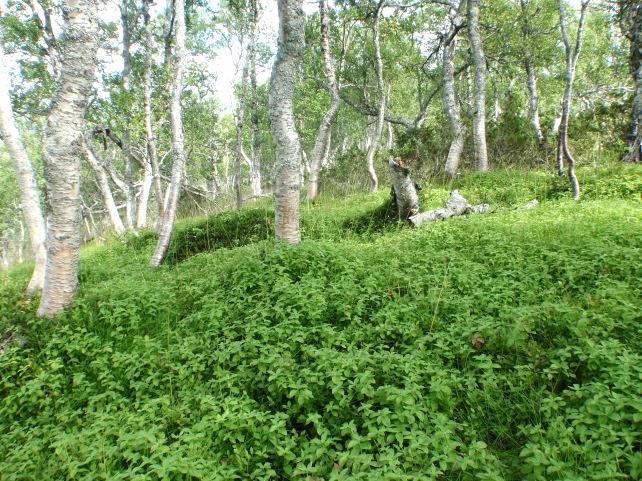 4b Blåbærbjørkeskog Økologi: Blåbærbjørkeskog finnes på middels næringsrik mark, og kan opptre på flere terrengformer og vekslende jorddybder.