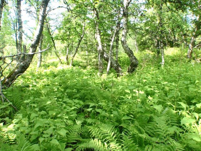 4c Engbjørkeskog Økologi: Engbjørkeskog består av flere utforminger som alle er knytta til næringsrik mark.