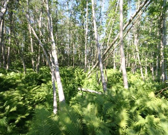 Oreskog opptrer også i sigevannspåvirka raviner og dalbotner, og i skråninger på rasutsatt, ustabil jord.