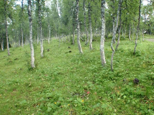4g Hagemarkskog Økologi: Hagemarkskog er en sterkt kulturbetinga skogtype som er utvikla etter langvarig påvirkning fra beiting, slått, gjødsling, trakk og rydding.