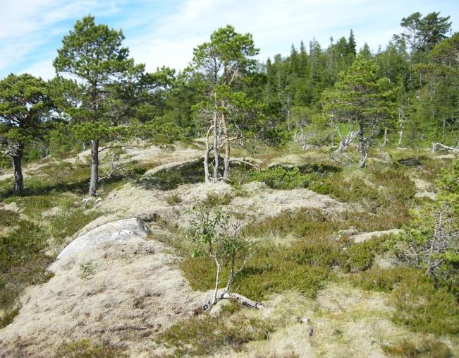 Furuskog 6a Lav- og lyngrik furuskog Økologi: Skog på skrinn og næringsfattig mark. Typen finnes på koller, høgdedrag og heier, og ellers der tynne og usammenhengende lausmasser dominerer.