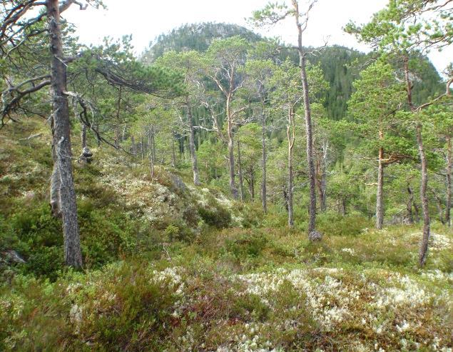 På grunt lende lager fjellblotninger ofte "hull" i det ellers glisne og lysåpne tresjiktet. Jordprofilet består av jern- eller humuspodsol. Areal i fylket Forek.