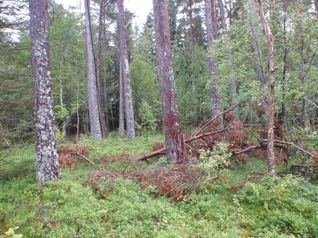 Den opptrer på flere lausmassetyper, men mest på morene av forskjellig tjukkelse. Jordprofilene har ofte jernpodsol, men mest humuspodsol i nedbørrike strøk. Areal i fylket Forek.