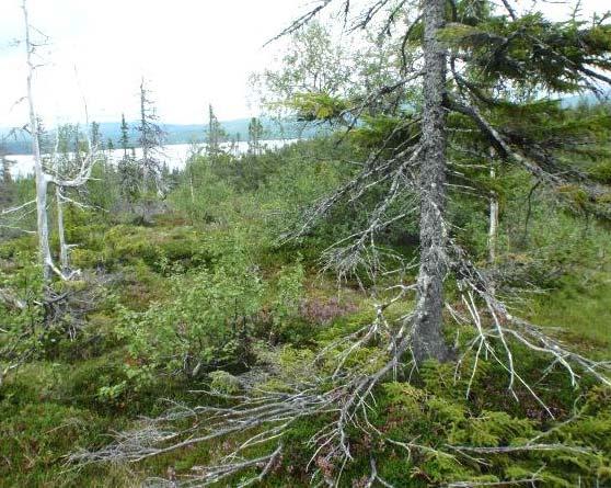 Grandominans kan være resultat av uthogging av furu. Jordprofilet preges av fattige podsoler med et humussjikt som ofte kan ha solid tjukkelse på humide lokaliteter. Areal i fylket Forek.