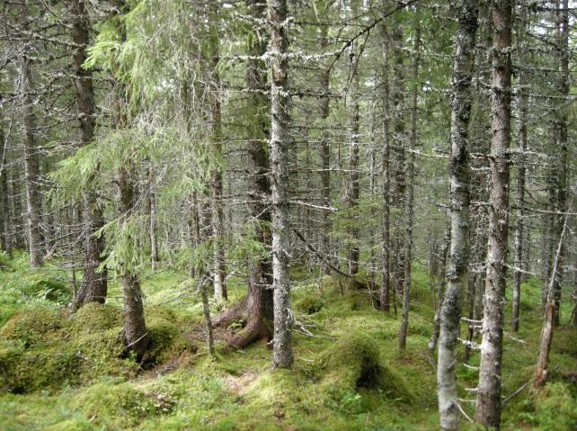 7b Blåbærgranskog Økologi: Blåbærgranskog finnes på middels næringsrik mark med moderat til frisk vannstatus. Typen har stor utbredelse på ulike morenetyper i åser og dalsider.