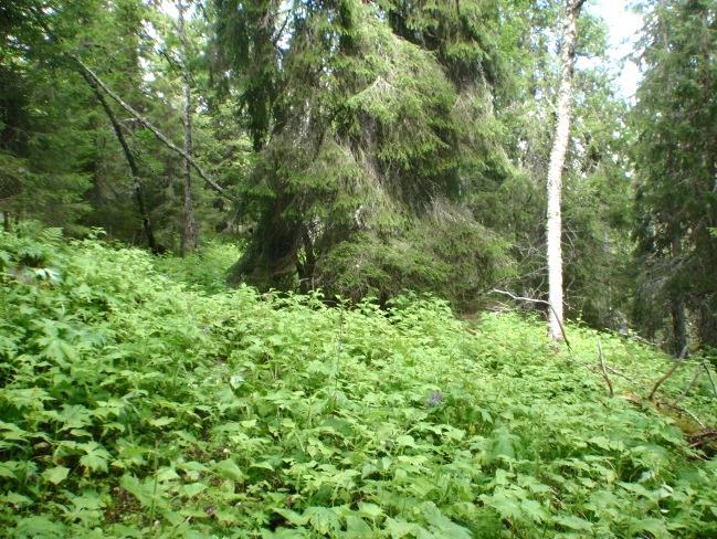 Typen opptrer på næringsrike morener, kalkrik forvitringsjord, næringsrike havsediment og friske elveavsetninger.