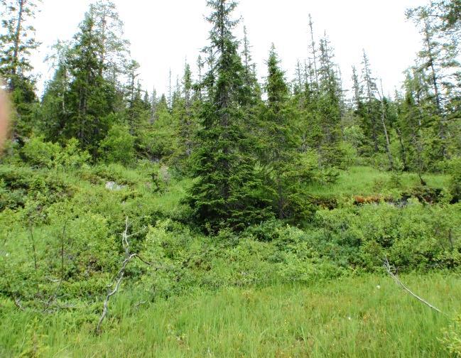 Fukt og sumpskog 8a Fuktskog Økologi: Fuktskog opptrer på humide og næringsfattige lokaliteter, stedvis på sparsomt, humusrikt lausmassedekke.