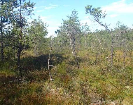 Myrskog kan dekke et helt myrareal, men kan òg være del av et myrkompleks der den ofte ligger i et belte inntil fastmarka.