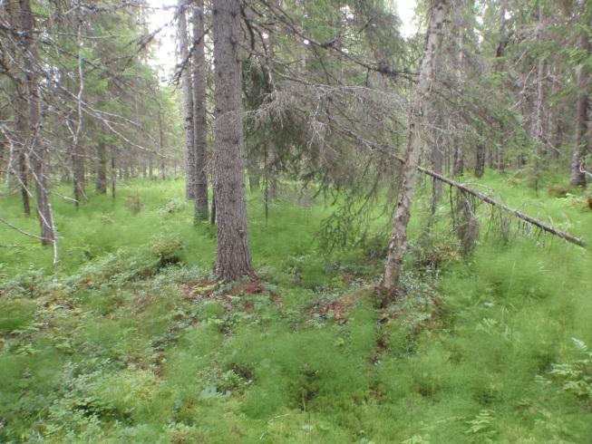 8c Fattig sumpskog Økologi: Dette er skog på forsumpa mark og jordvannspåvirka myrer med lågt til moderat næringsinnhold.