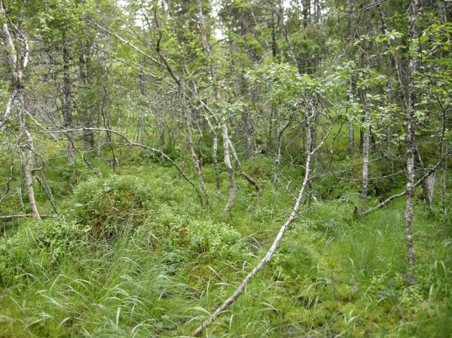 Typen opptrer stedvis som smale bestand i botnen av trange daler og renner, og kan dominere på mindre torvmarker, langs bekker og vassdrag, og ved innsjøer.