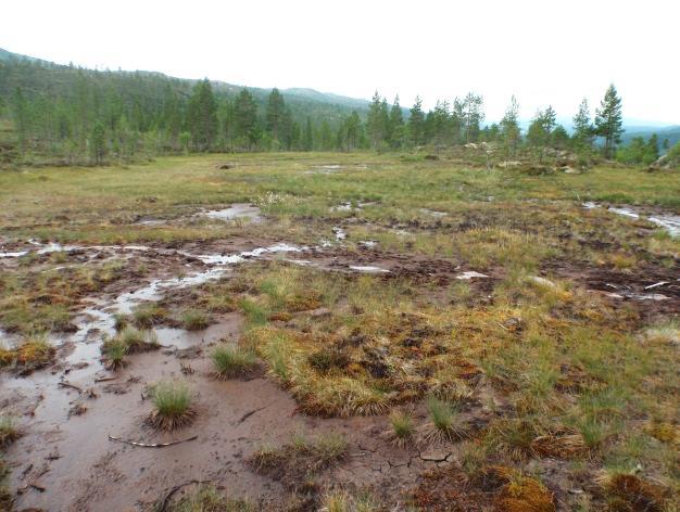 9d Blautmyr Økologi: Myrtype som kjennetegnes av laus eller mjuk botn, uegna for ferdsel og beite.