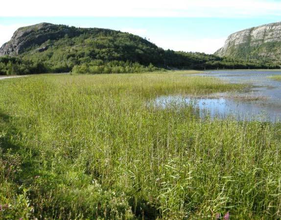 9e Starrsump Økologi: Høgvokst starr-, gras- og sivdominert vegetasjon som på gruntvannsområder. Strømningsforhold, steininnhold og sedimenttype er viktige faktorer som påvirker typen.