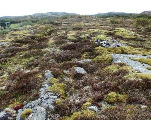 Værhardt miljø, vindslit og sjøsprøyt, kan òg ha bidratt til å opprettholde de treløse heiene langs kysten. Typen opptrer vidt, men er ofte å finne på opplendte og vindeksponerte terrengformer.