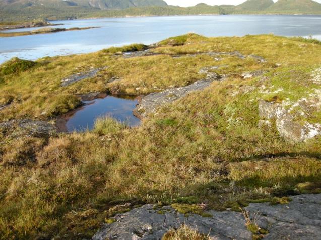 10c Fukthei Økologi: Fukthei er en vegetasjonstype som oftest opptrer på grunn mark med dårlig drenering. I Nord- Trøndelag finnes den vesentlig på næringsfattige grunnfjellsgneiser.