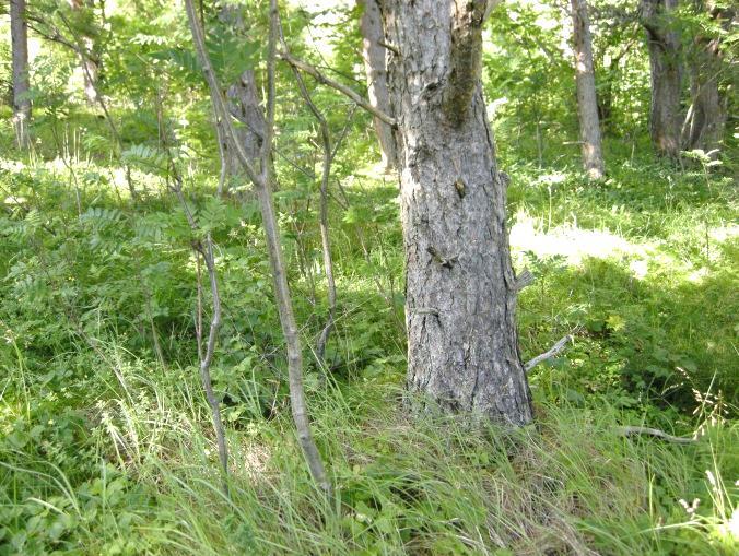 Engfuruskog, Varpvika, Flatanger (JOH). Engfuruskog, Kverkilberget, Inderøy (JOH).