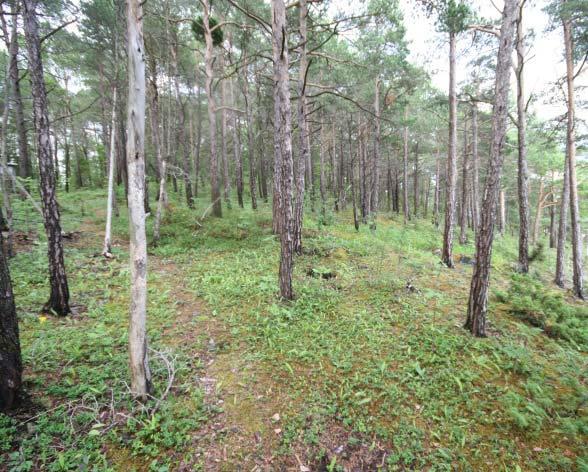 Voksestedet er tørt til veldrenert, men frisk og sesongfuktig jordråme finnes på tjukkere masser.