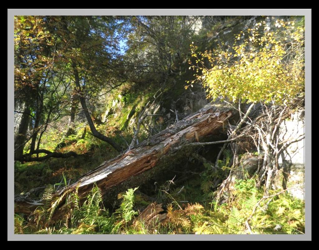 Tilrådning om vern av Høgvollane naturreservat i Skien kommune Grov død ved