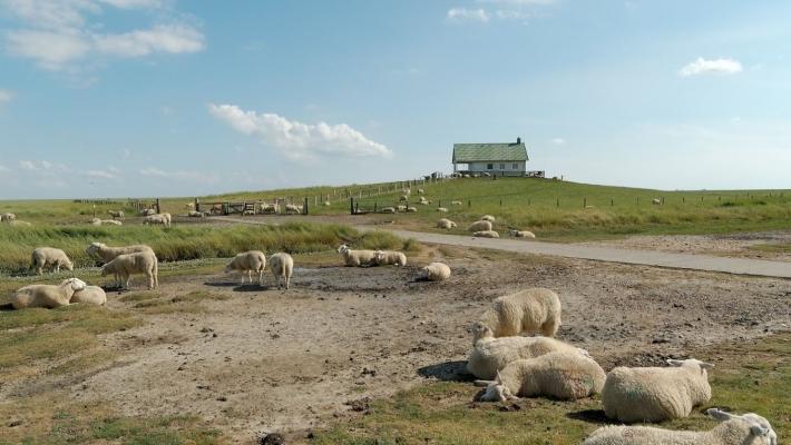 Theodor-Storm-Haus (23 km) Theodor-Storm-Haus er dedikert til Husums mest berømte sønn; forfatteren, lyrikeren og