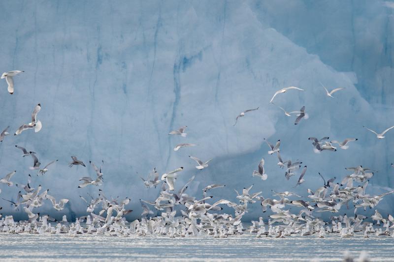 Figur 12: Krykkje i næringssøk ved Svalbard (Foto: Greenpeace) 5.2.1 Særlig om den marginale iskantsonen "Iskanten" er et "særlig verdifullt område" som omfatter havområdet fra åpent hav til tett fastis og flerårig is i Barentshavet.