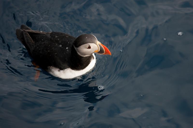 Figur 8: Lundefugl (Foto: Nick Cobbing / Greenpeace) Det er ikke mulig å predikere tilstedeværelsen av sjøfugl nøyaktig under boreoperasjonen, ettersom variasjonene i tilstedeværelse er store og